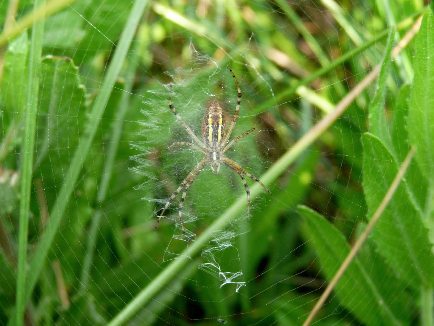 Stadi diversi di sviluppo di Argiope bruennichi